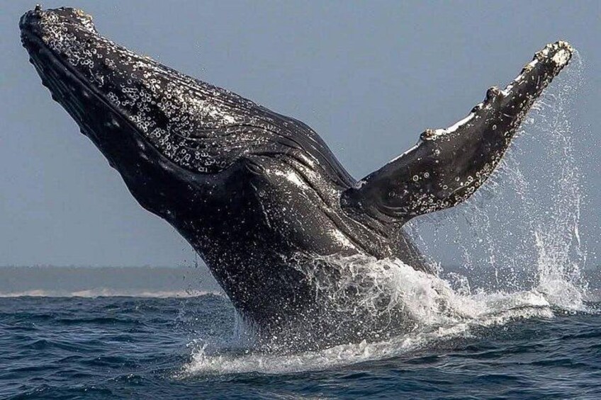 Whale Watching Tour- Hotel Pickup/Dropoff from CAPE TOWN. 5