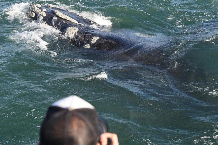 Whale Watching Tour- Hotel Pickup/Dropoff from CAPE TOWN. 4
