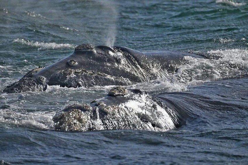 Whale Watching Tour- Hotel Pickup/Dropoff from CAPE TOWN. 2