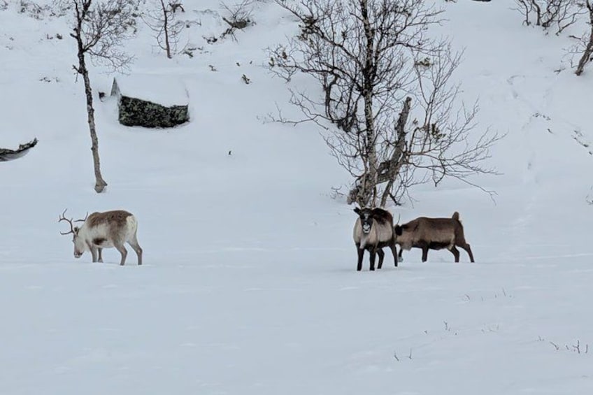 A snowy landscape with a herd of reindeer grazing. 3