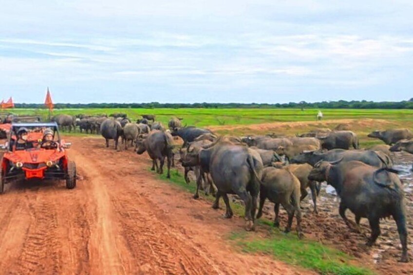 The Ultimate Siem Reap Buggy Expedition 4