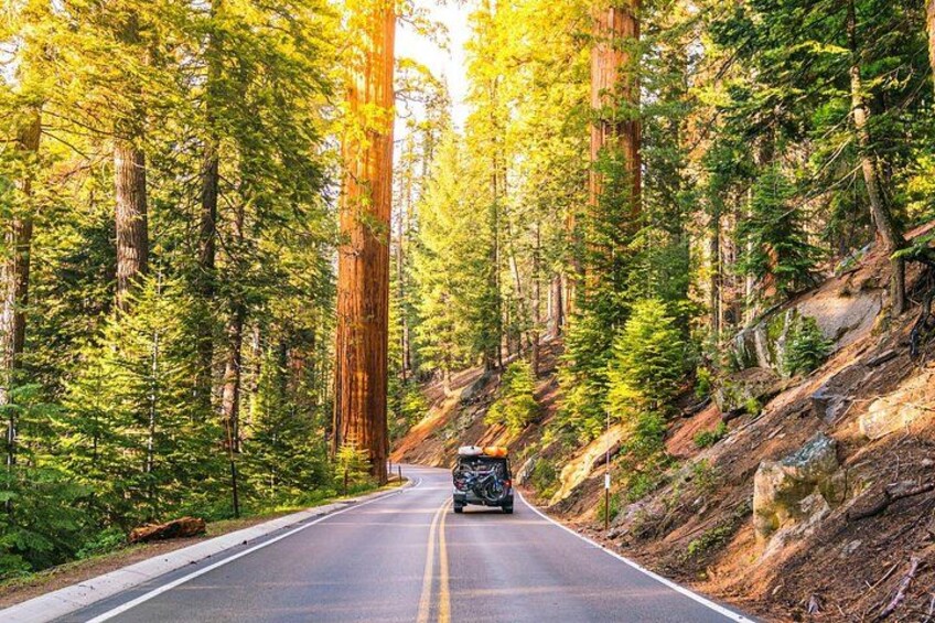 A road flanked by tall evergreen trees, a motorcyclist in the distance, and a rocky hillside. 4