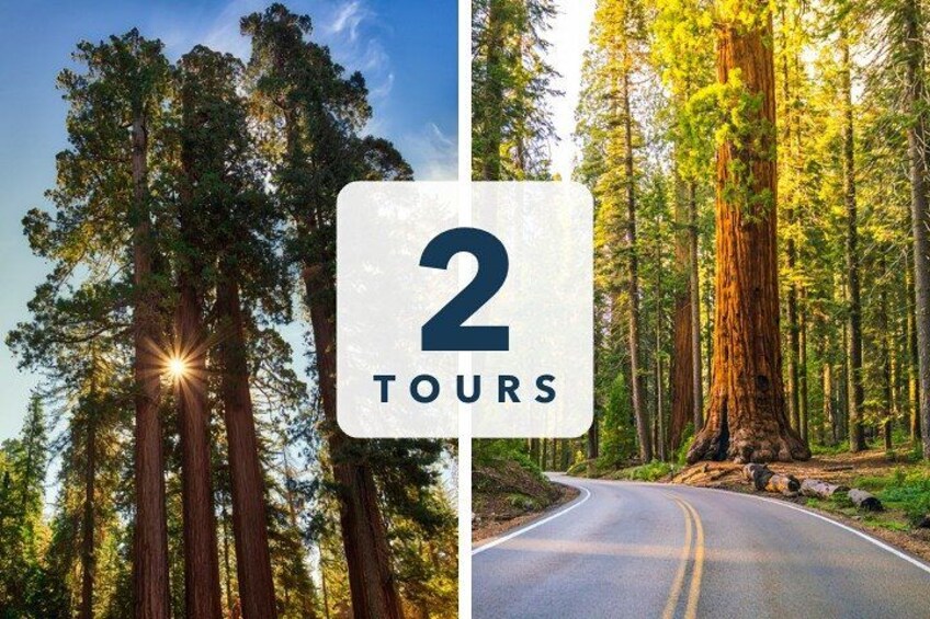 A forest with tall trees and a road. 2