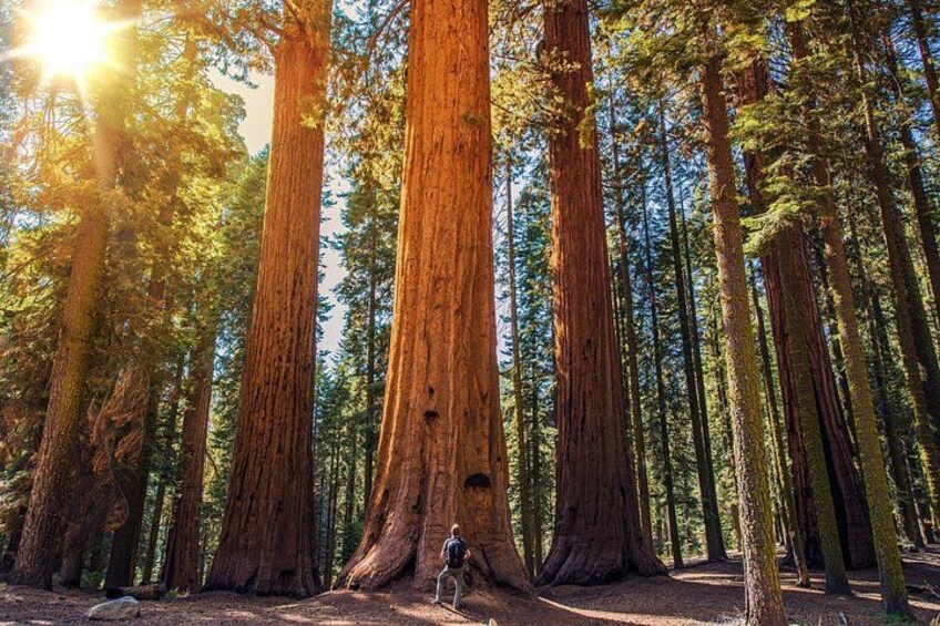 A forest with tall trees and a person hiking. 5