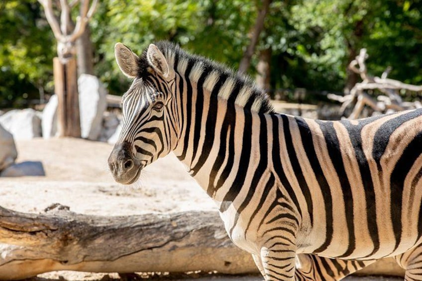 Zoo Aquarium Madrid Admission Ticket 3