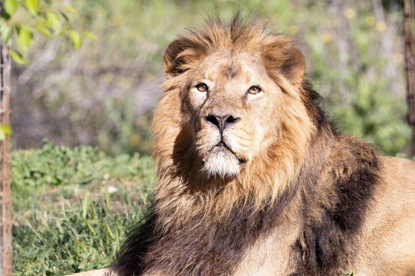 A lion with a thick mane, sitting in a natural setting with greenery and trees in the background. 2