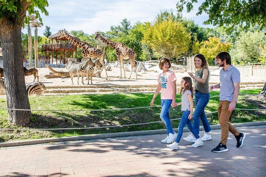 A family walking near a giraffe enclosure with zebras. 1