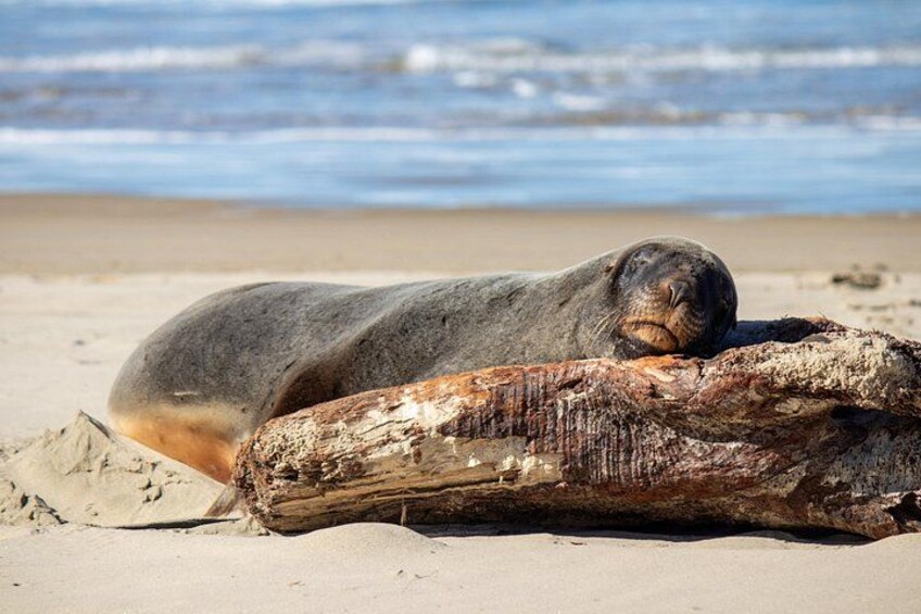 Een zeehond ontspant op een boomstam aan een zandstrand, met de oceaan op de achtergrond. 3