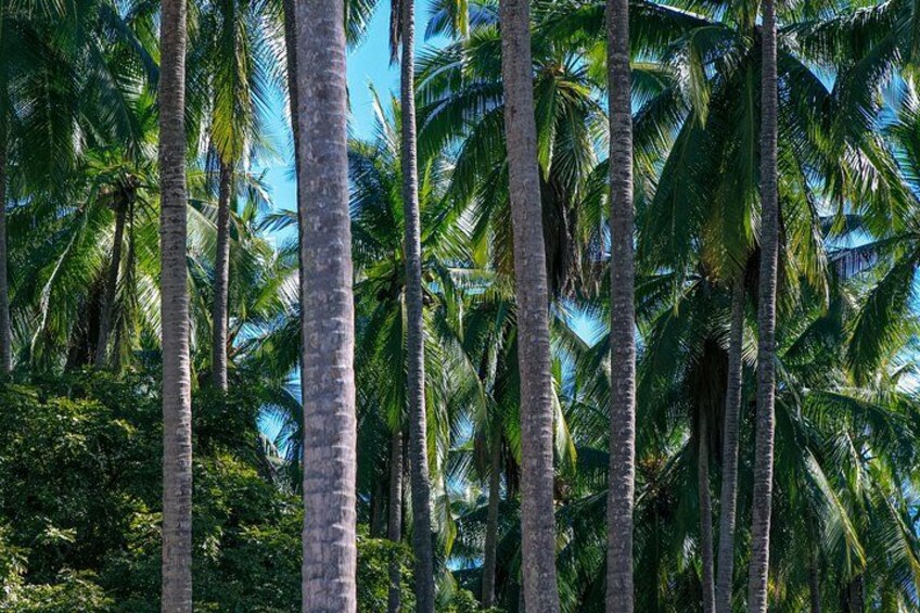 Palm Tree Forest- Road to Hana Halfway 2