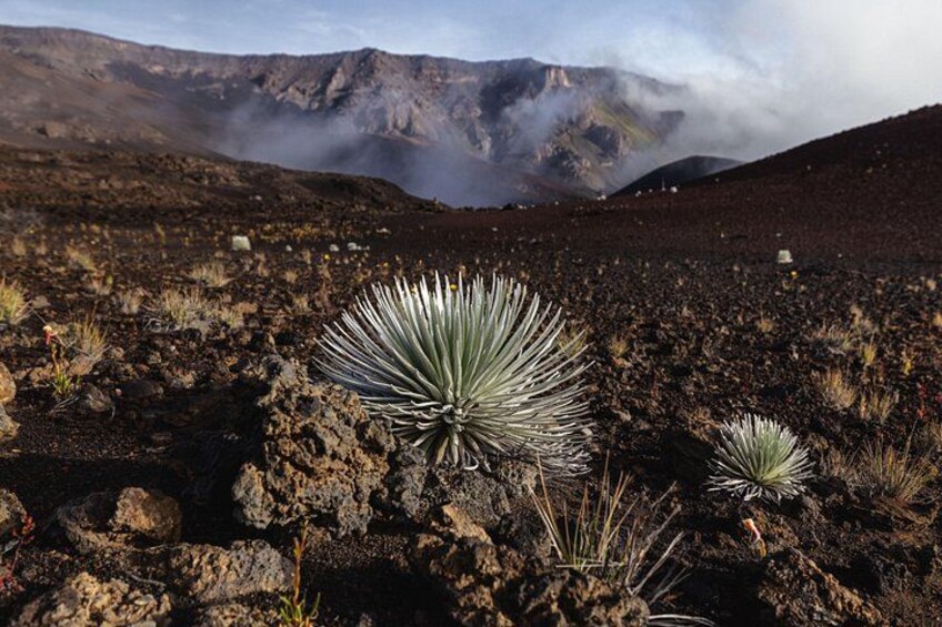 Haleakala National Park Silversword - Road to Hana & Haleakala National Park Tour 4
