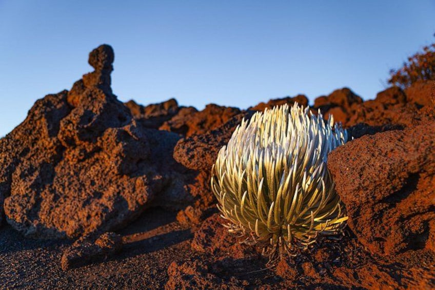 Haleakala National Park Silversword - Road to Hana & Haleakala National Park Tour 2
