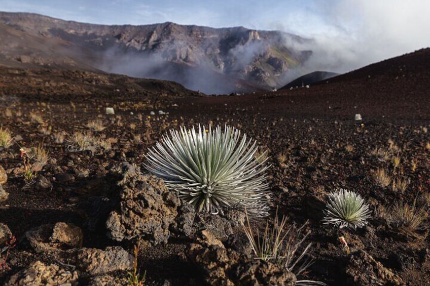 Un paysage volcanique parsemé de yuccas, avec une montagne en arrière-plan. 4