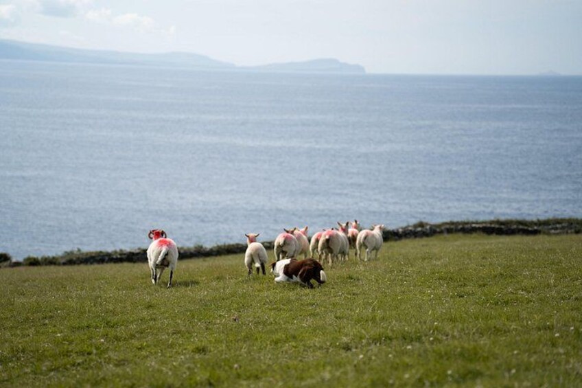 A grassy field with sheep grazing near a body of water. 4