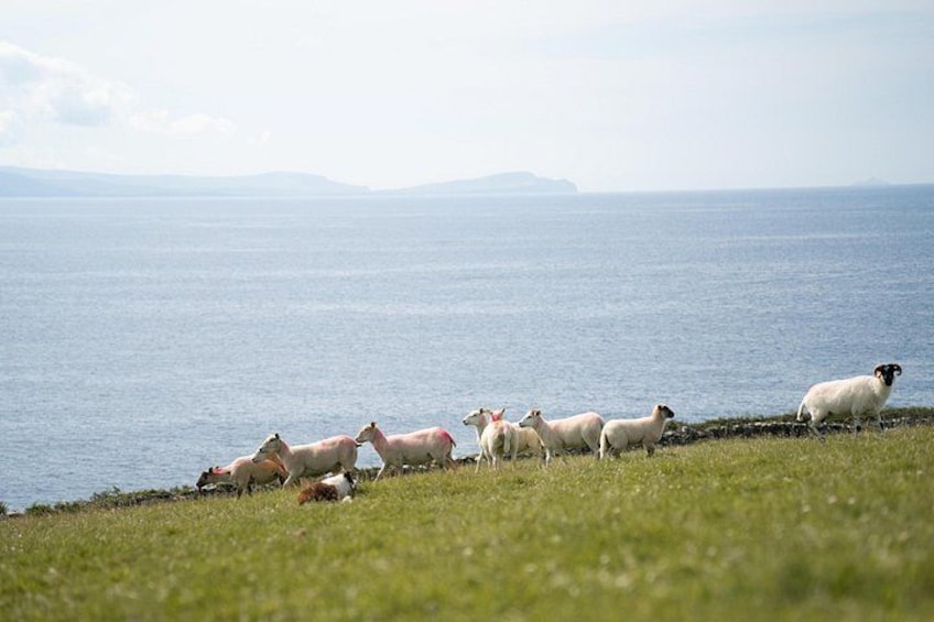 A flock of sheep grazing by the sea. 1