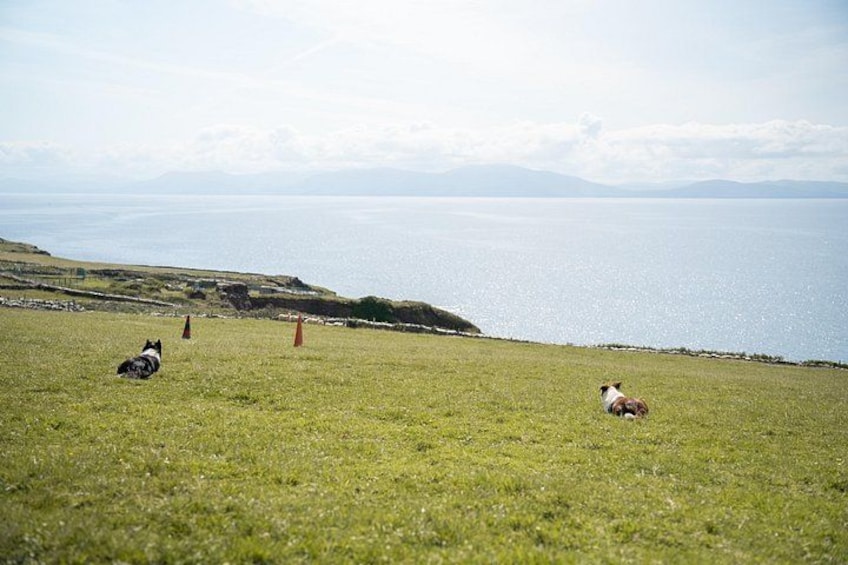 A grassy field with two dogs and two orange cones. 3