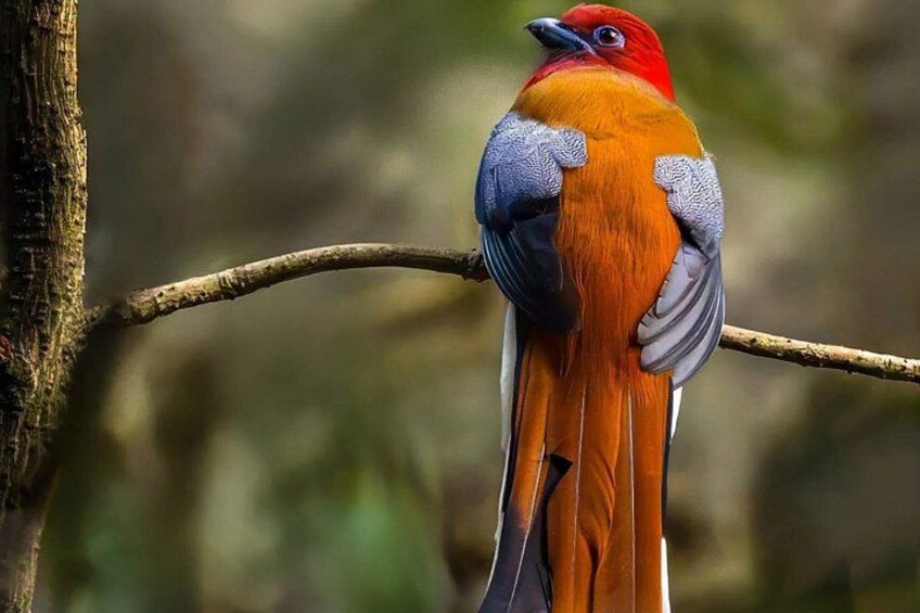 15 Days Indian Wildlife and Culture Tour by World of Wild 1