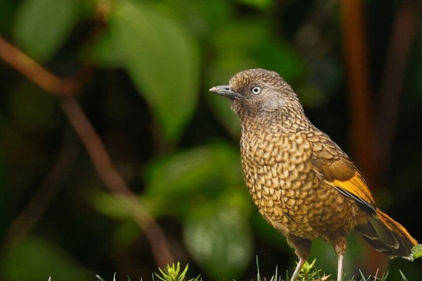 15 Days Indian Wildlife and Culture Tour by World of Wild 2