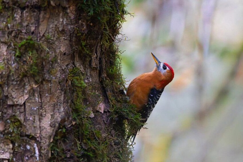 15 Days Indian Wildlife and Culture Tour by World of Wild 4