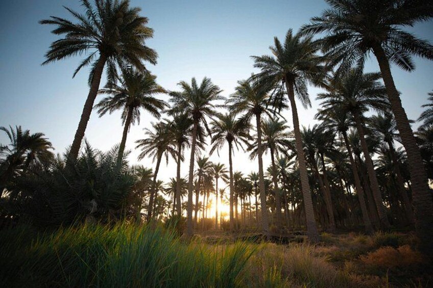 Sunset through the palm trees of Birkat Al Mouz – a peaceful oasis at the foot of the Green Mountain. 3
