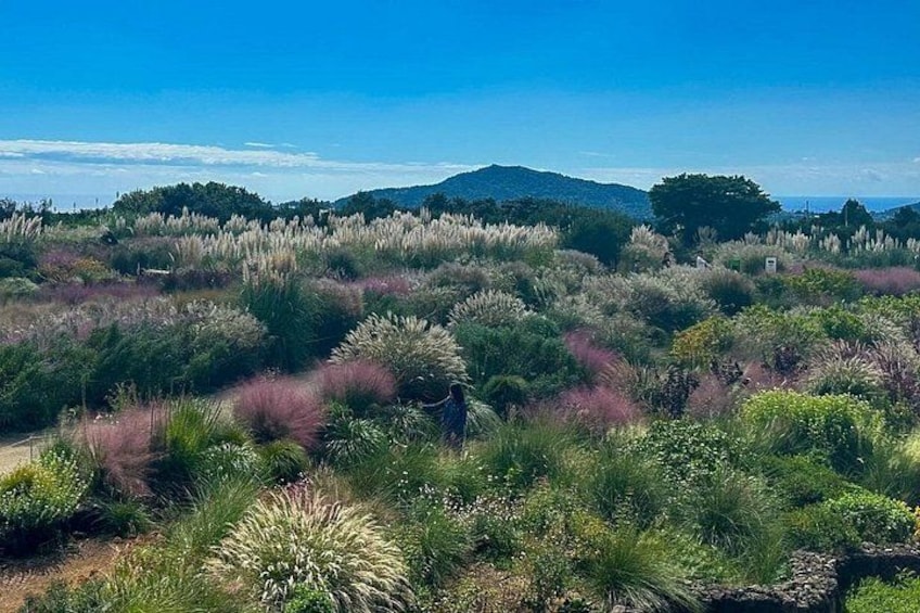 Small Group Tour for Jeju Fall Pink Muhly, Tangerines & Mt. Halla 5