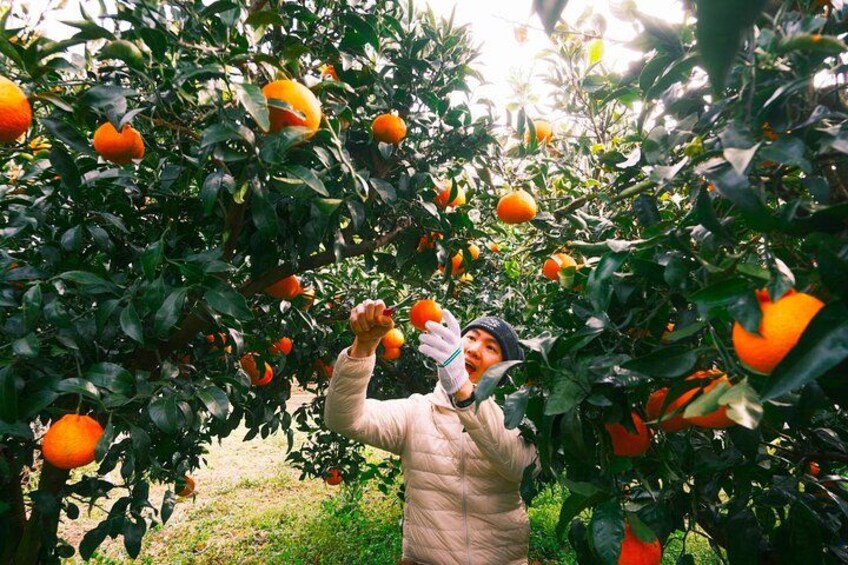 Small Group Tour for Jeju Fall Pink Muhly, Tangerines & Mt. Halla 1