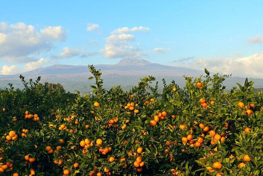 Small Group Tour for Jeju Fall Pink Muhly, Tangerines & Mt. Halla 2