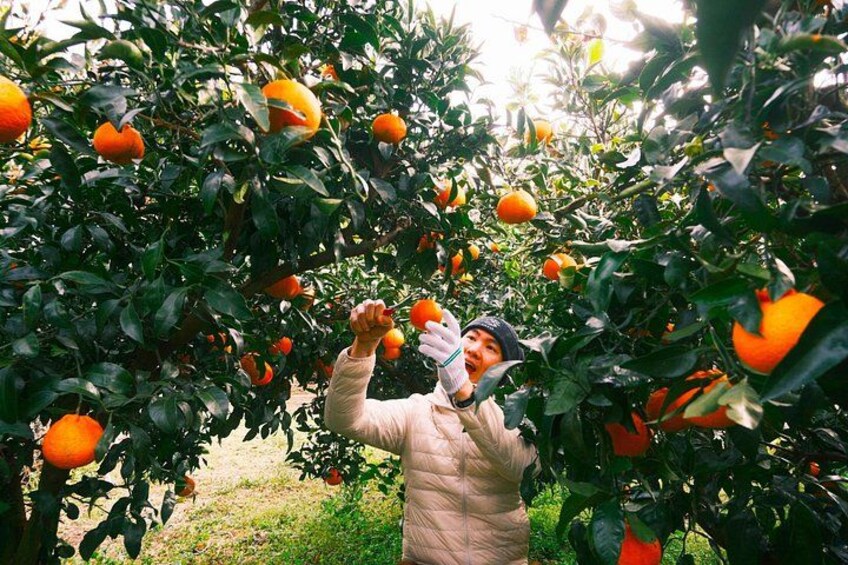 Small Group Tour for Jeju Fall Pink Muhly, Tangerines & Mt. Halla 1