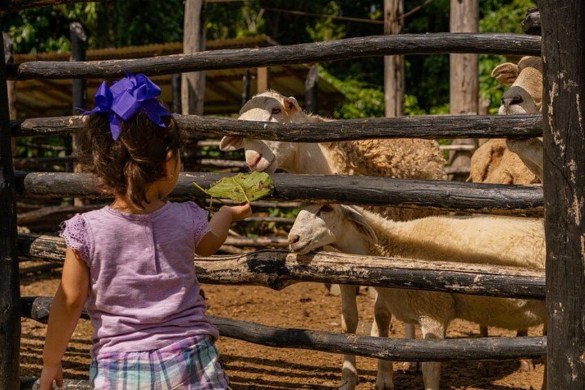 A child feeding a goat through a wooden fence. 2