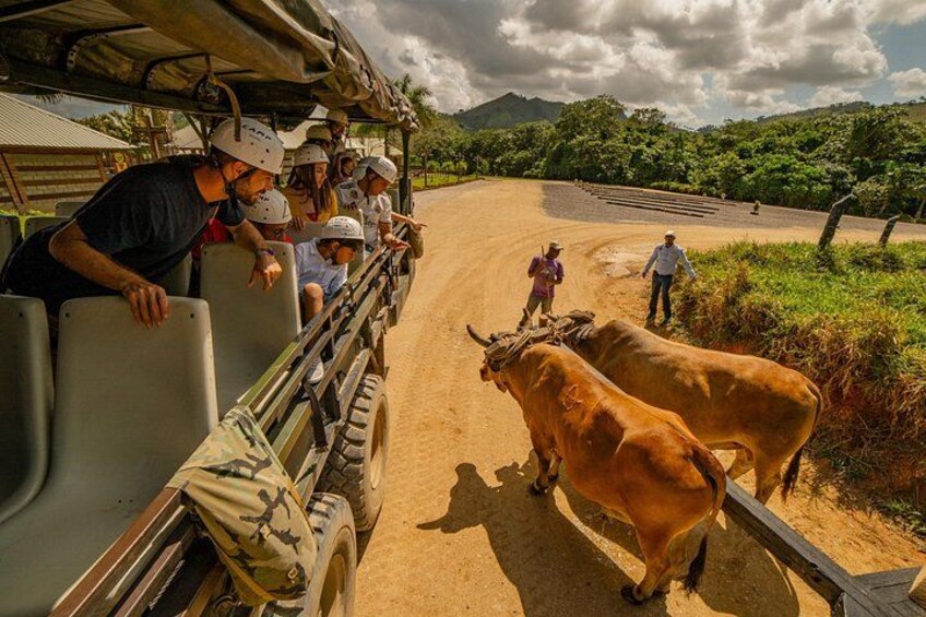 A group of people in a vehicle with two oxen on a dirt road. 3