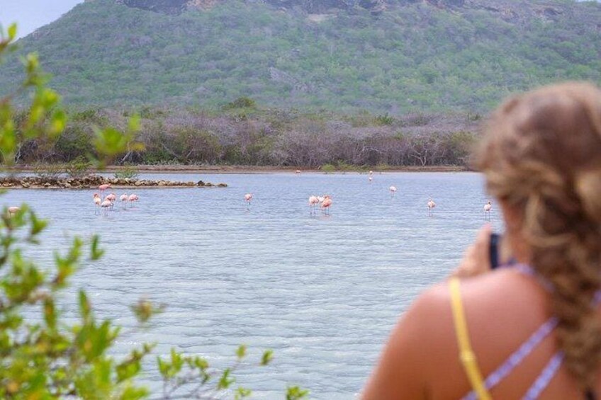 Una persona observando flamencos en un cuerpo de agua con montañas al fondo. 4