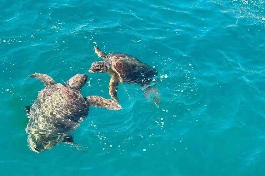 Dos tortugas marinas nadando en aguas azules cristalinas. 5