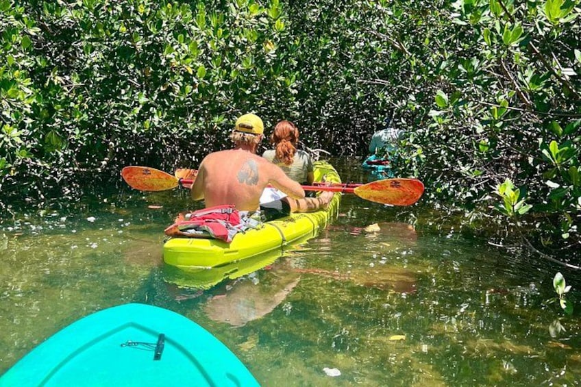 Two people kayaking in a mangrove-filled waterway. 3
