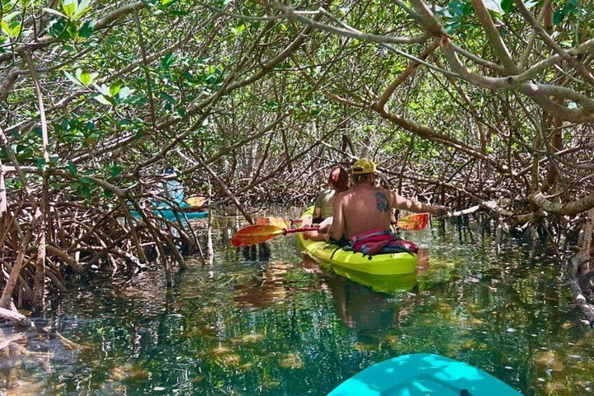 A person kayaking through a mangrove forest. 1