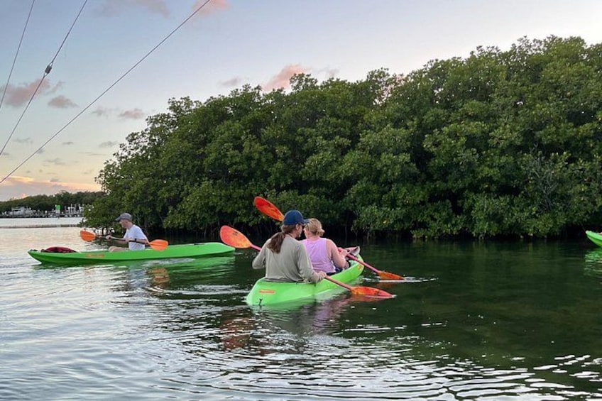 Three kayaks on calm water with dense mangrove trees in the background. 5