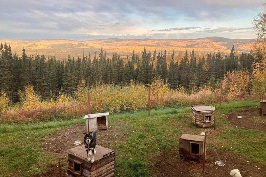 Sluice Box Kennel & Husky Life Experience 1