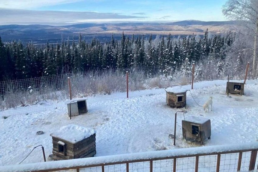 Sluice Box Kennel & Husky Life Experience 2