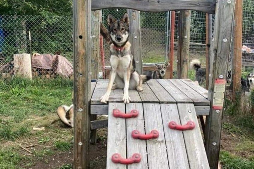 A wooden structure with a dog sitting on top. 3