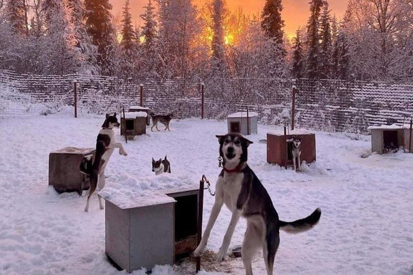 Sluice Box Kennel & Husky Life Experience 4
