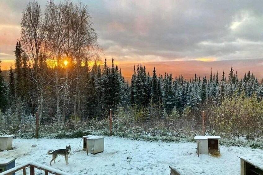 A snowy landscape with a dog, trees, and a sunset. 5