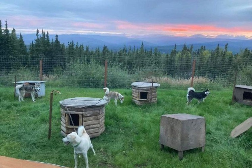 Sluice Box Kennel & Husky Life Experience 5