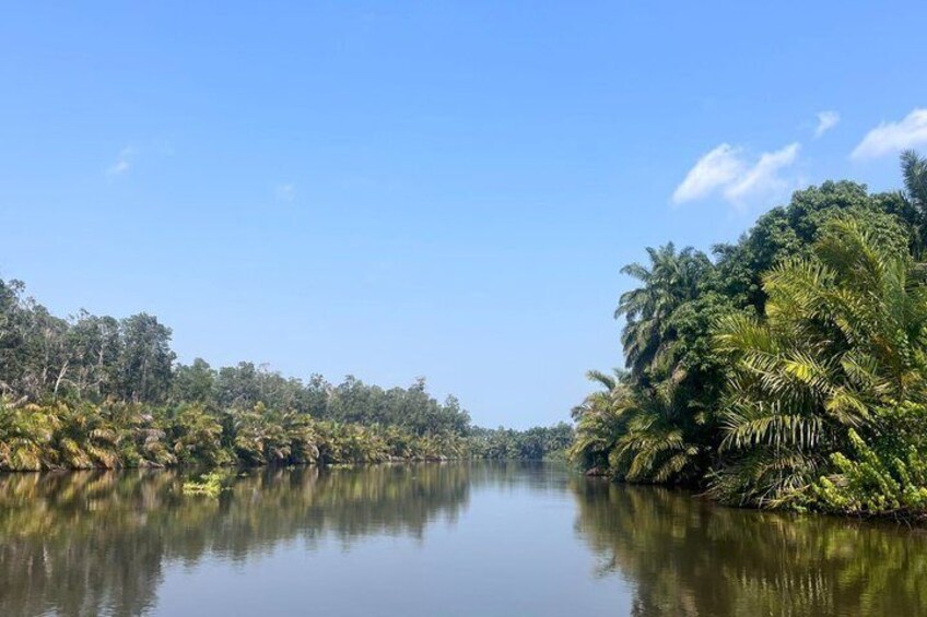 A calm river with dense tropical vegetation on both sides. 3
