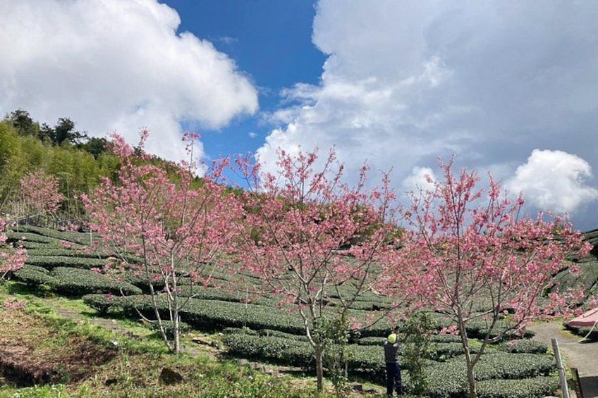 Alishan Spring 4
