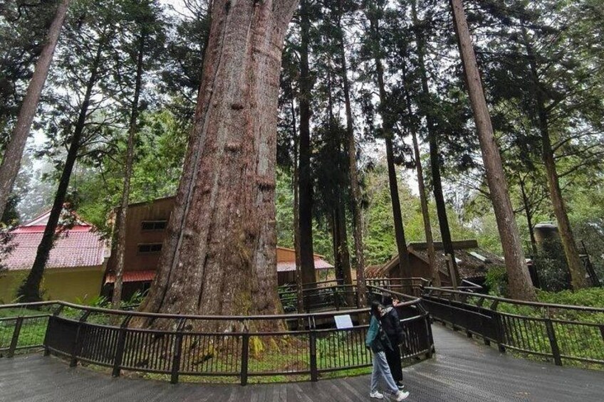 Alishan 3