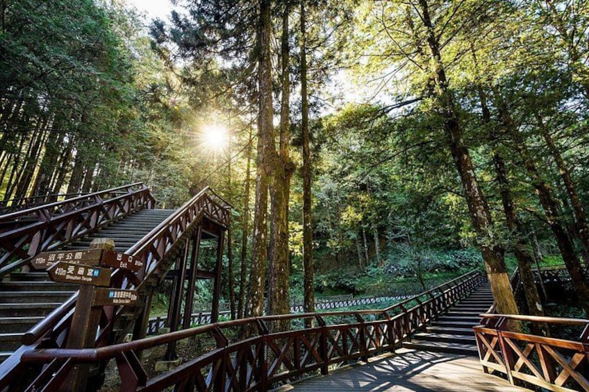 Alishan Forest 2