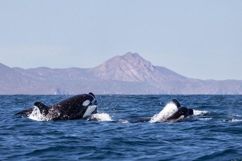 Wildlife expedition in the Sea of Cortez private trip 1