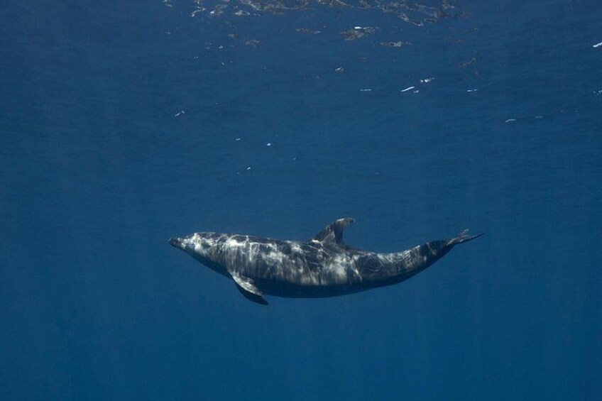 Wildlife expedition in the Sea of Cortez private trip 4