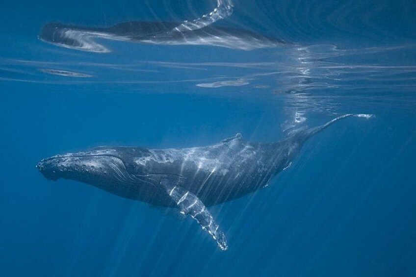 Wildlife expedition in the Sea of Cortez private trip 3
