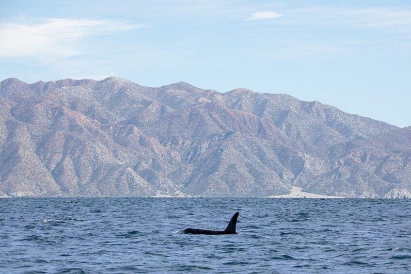 Wildlife expedition in the Sea of Cortez private trip 2