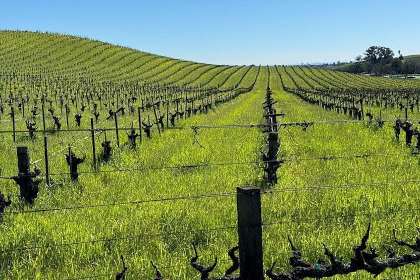 Sonoma Vineyard 2