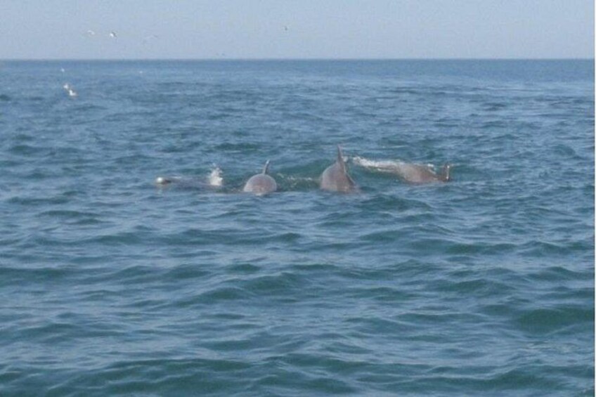 Dolphins swimming in the ocean with a clear sky. 1